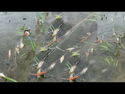 Amazing Fishing in Village - Traditional Net Fishing in rural village with beautiful nature