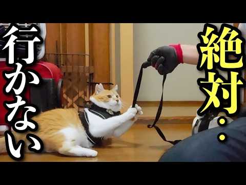 母のかわりに猫ド素人の父が散歩へ行ったら‥まさかの拒否