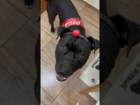 Fantasia de Coca-Cola ❤️ Garrafa PET 😂 o mascote da #cocacola 🖤 #cachorro #pitbull #fantasia #dog