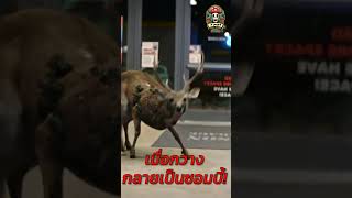 เมื่อกวางกลายเป็นซอมบี้!