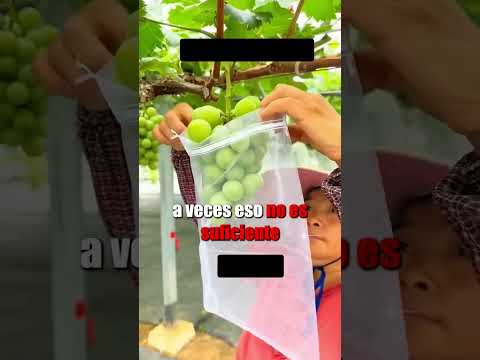 Esta agricultora ha encontrado una técnica estupenda para madurar sus uvas #agricultura