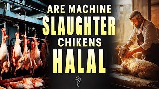 Are Machine Slaughtered Chickens Halal To Eat ?