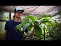 Seed Conservation and Plant Restoration