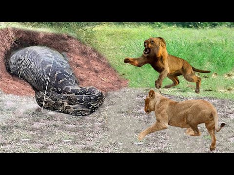 OMG! The Angry Lion Chased The Giant Python To its Cave To Avenge His Anger