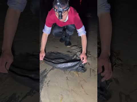 #fishing #rybolov #wedkarstwo #privlac #rybareni #angeln #catfish 00030