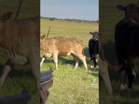 Failed to dart this calf twice. #cattle #farmlife