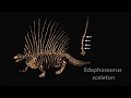Amniotes and Fossil Identification