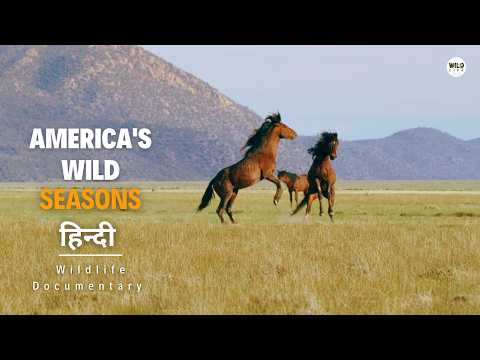 America's Wild Seasons, Spring - हिन्दी डॉक्यूमेंट्री | Wildlife documentary in Hindi