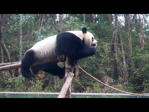 Giant pandas like to play in trees