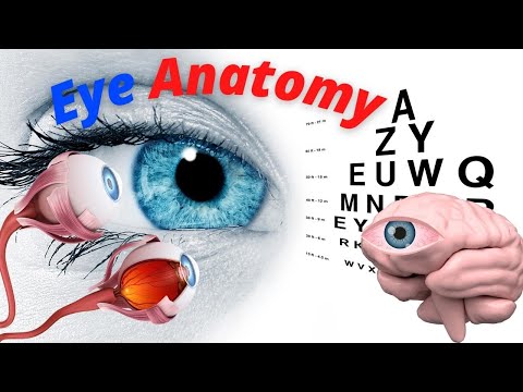 Eyes anatomy & function -  made easy - eyeball 3d animation.