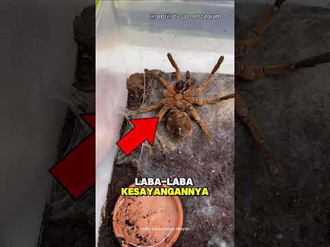Pria ini Kehilangan Hewan Peliharaannya tapi... 💔 #shorts