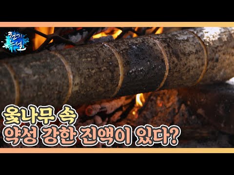 간을 지펴주는 땔감 옻나무 MBN 241220 방송