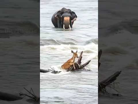 হাতি হরিণটিকে বাঁচিয়ে দিল #short