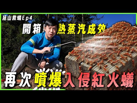 【拯山救蟻Ep4】開箱！熱蒸汽成效？｜再次噴爆入侵紅火蟻｜溫室內的蟻巢最誇張！｜臺灣蟻窟