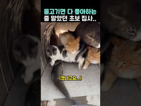 물고기면 다 좋아하는 줄 알았던 초보집사..