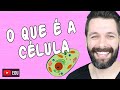 Cell Structure and Function Concepts