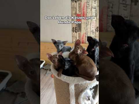 So sieht der Alltag und das Leben als Hunde und Katzen Papa aus