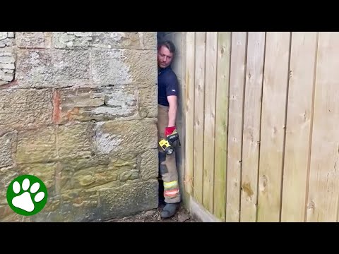 Brave fireman hears cries for help coming from between the walls