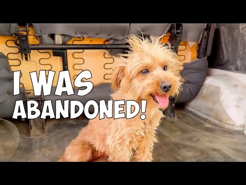 Rescuing a Lonely And Scared Puppy, a New Beloved Member In Our Family!