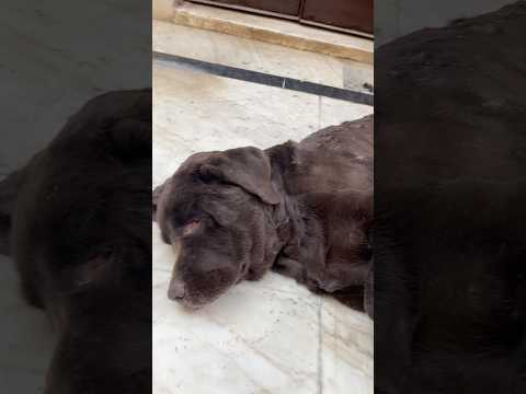 Ye labra ko mila dusra janam 😣😱🐶 || #pets #shorts #dog