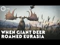 Megaloceros giganteus: The Irish Elk