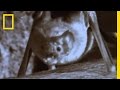 Vampire Bats and Their Feeding Habits