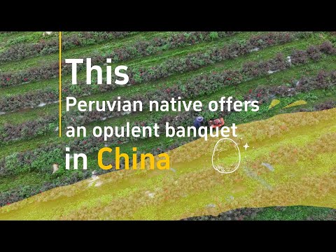 #AmazingChina | This Peruvian native offers an opulent banquet in China