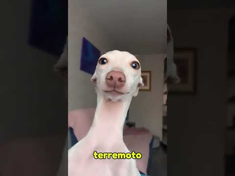 IL METODO GENIALE DEI CINESI PER SOPRAVVIVERE AI TERREMOTI (credits: @TheOutliners.)