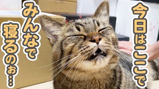 「ここで寝よぉ？」と、まるで人間の子供のように駄々をこねる猫