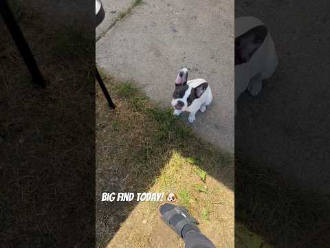 She said she wanna be a police dog ?#dog #puppy #find #frenchielover