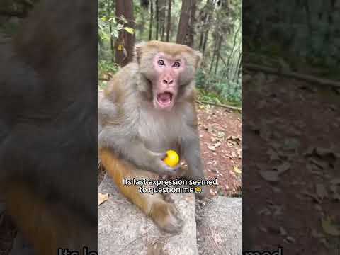 #funny #monkey softiktok #cats #funnyvideo #pet #animal #animalsoftiktok #tiktok #pets