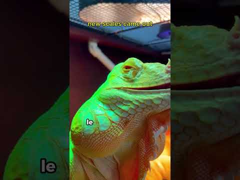 Charizard super evolucionado #animales #shorts