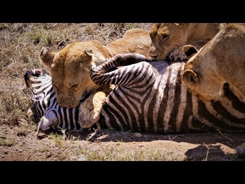 Travel Africa Safari Agency - 62 Reviews - TourRadar