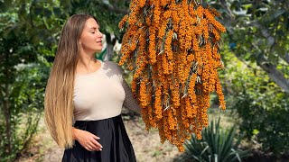 Harvesting and Preserving Sea Buckthorn for Winter | Relaxing Village Recipe