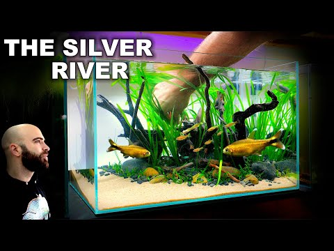 Natural Style Planted Aquarium ft.  Silver Tip Tetra (Aquascape Tutorial)