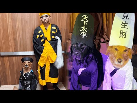 Funny Dog |Chinese version of Halloween, so scary😱😱😱#Cuihuastory #Cute Pet