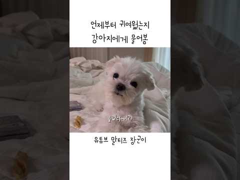#shorts 강아지에게 언제부터 귀여웠는지 물어봄 #말티즈 #장군이