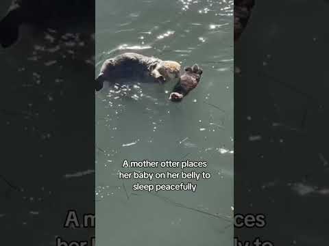 OK, I know it’s not slime but it’s the cutest thing I’ve ever seen #otter