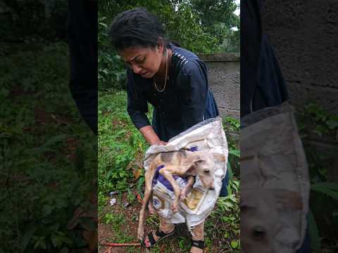 ചത്തൂന്നാ കരുതിയെ 😢#dog #doglovers #doglover #dogslife #viral #animals #1crorelove #10million #100k