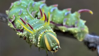 Arizona's larva of many mirrors, horns, and scales