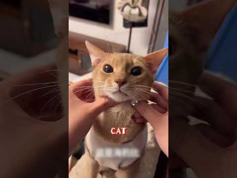 Which Cat Are You? #cat #funny