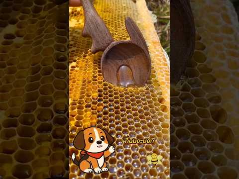 รังผึ้งแบบนี้! รีบหนีทันที