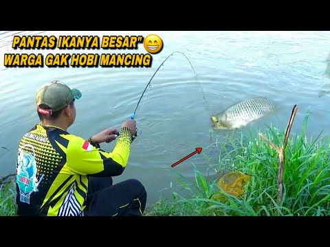 Rejeki..! Pemancing dapat ikan mas sak bantal di sungai liar