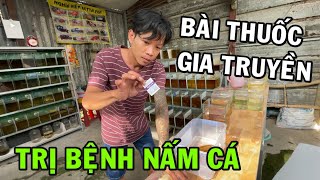 Anh Nhí chia sẽ bí quyết gia truyền cách trị nấm cho cá Betta bằng thuốc tím