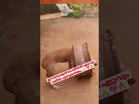 എന്നെ ഒന്ന് സഹായിക്കുമോ😥😥#petlovers#streetdogs #mypet #petcare