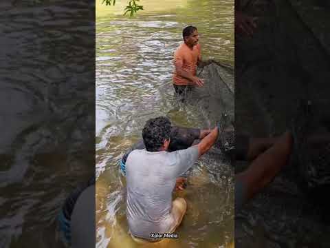 Biggest😱Arapaima ever caught in kerala😨. pls subscribe for full video....#arapaima  #xplormedia