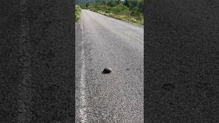 A punto estuve de sacar mi lado oscuro.—La tortuga 🐢