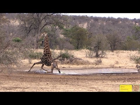 Giraffe Drinking Water - Watch What Happens Next!