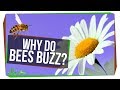 Bees and Buzz Pollination Concepts