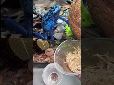 Time For Breakfast! #youtubeshort #fyp #terrarium